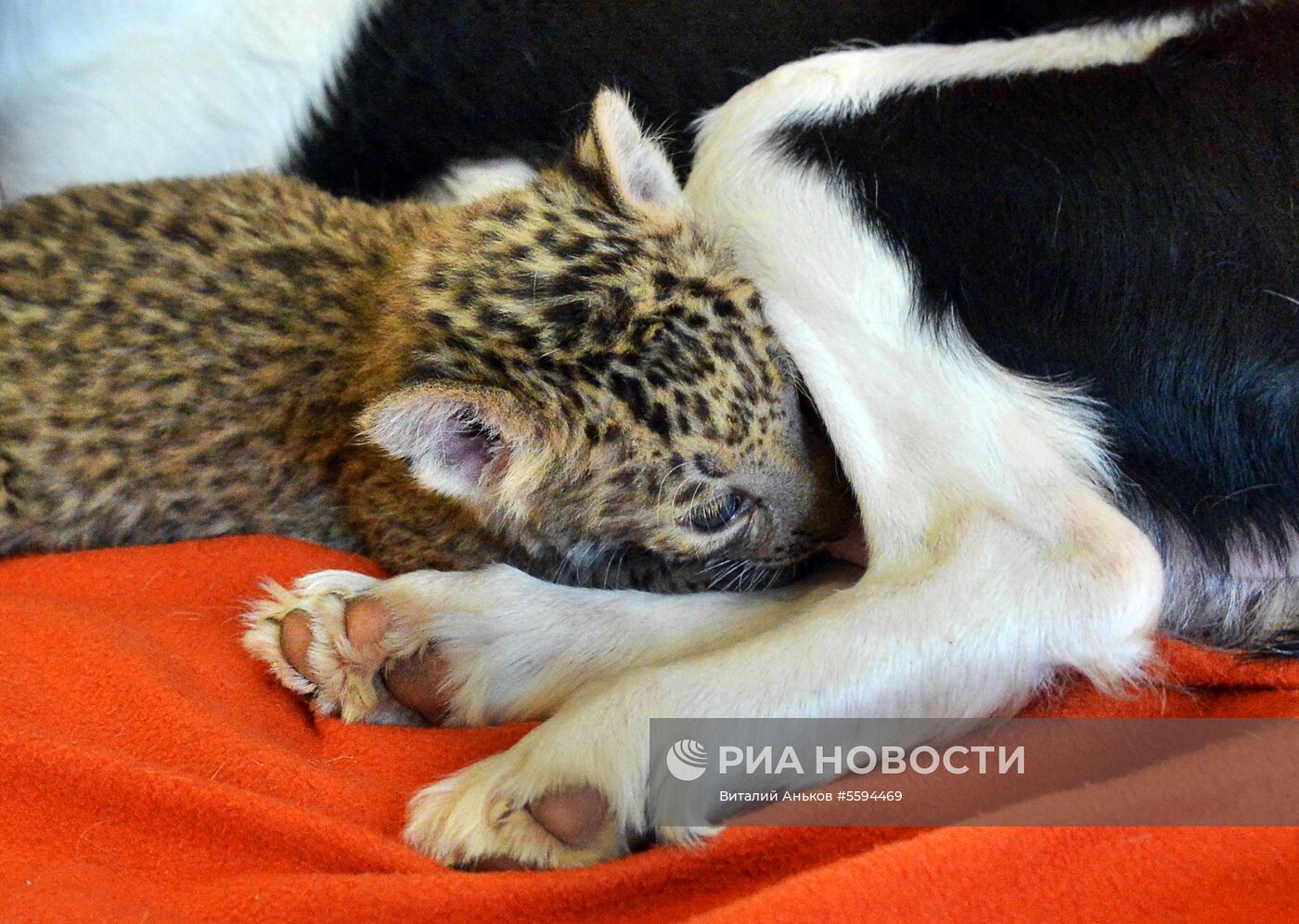 Кокер-спаниель воспитывает котенка леопарда во Владивостоке