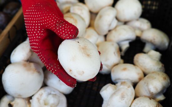 Россельхознадзор запрещает поставки шампиньонов из Белоруссии