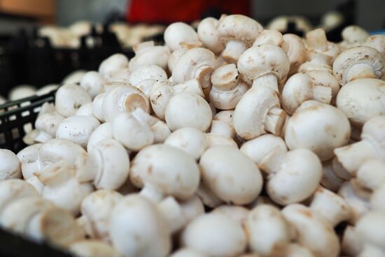 Россельхознадзор запрещает поставки шампиньонов из Белоруссии