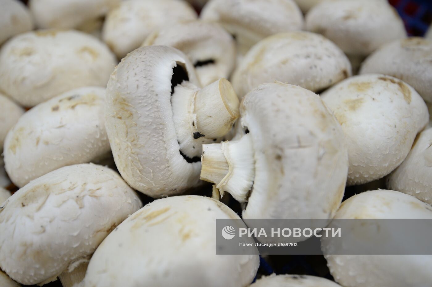 Россельхознадзор запрещает поставки шампиньонов из Белоруссии