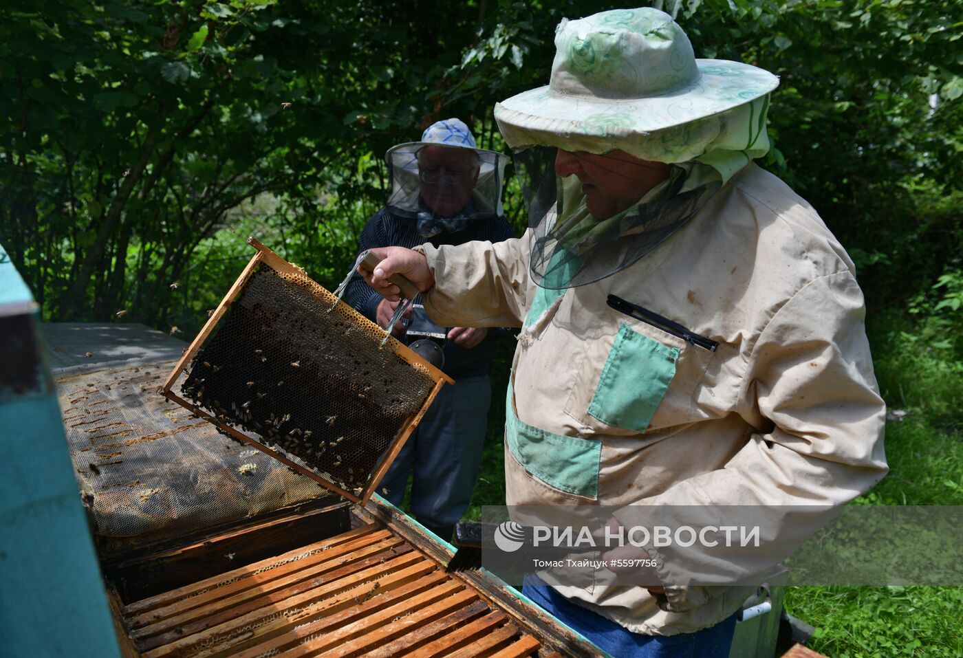 Сбор меда в Абхазии