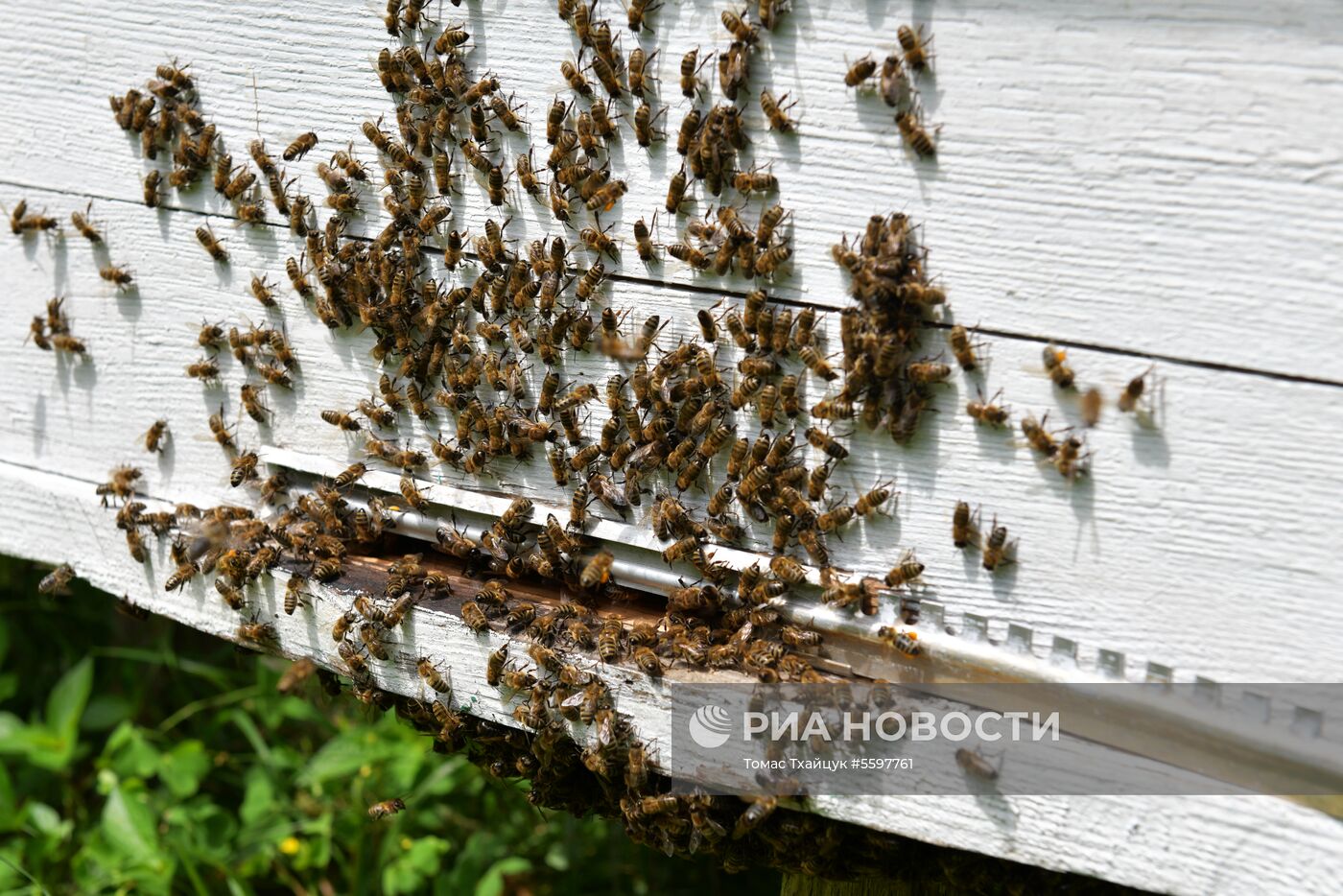 Сбор меда в Абхазии