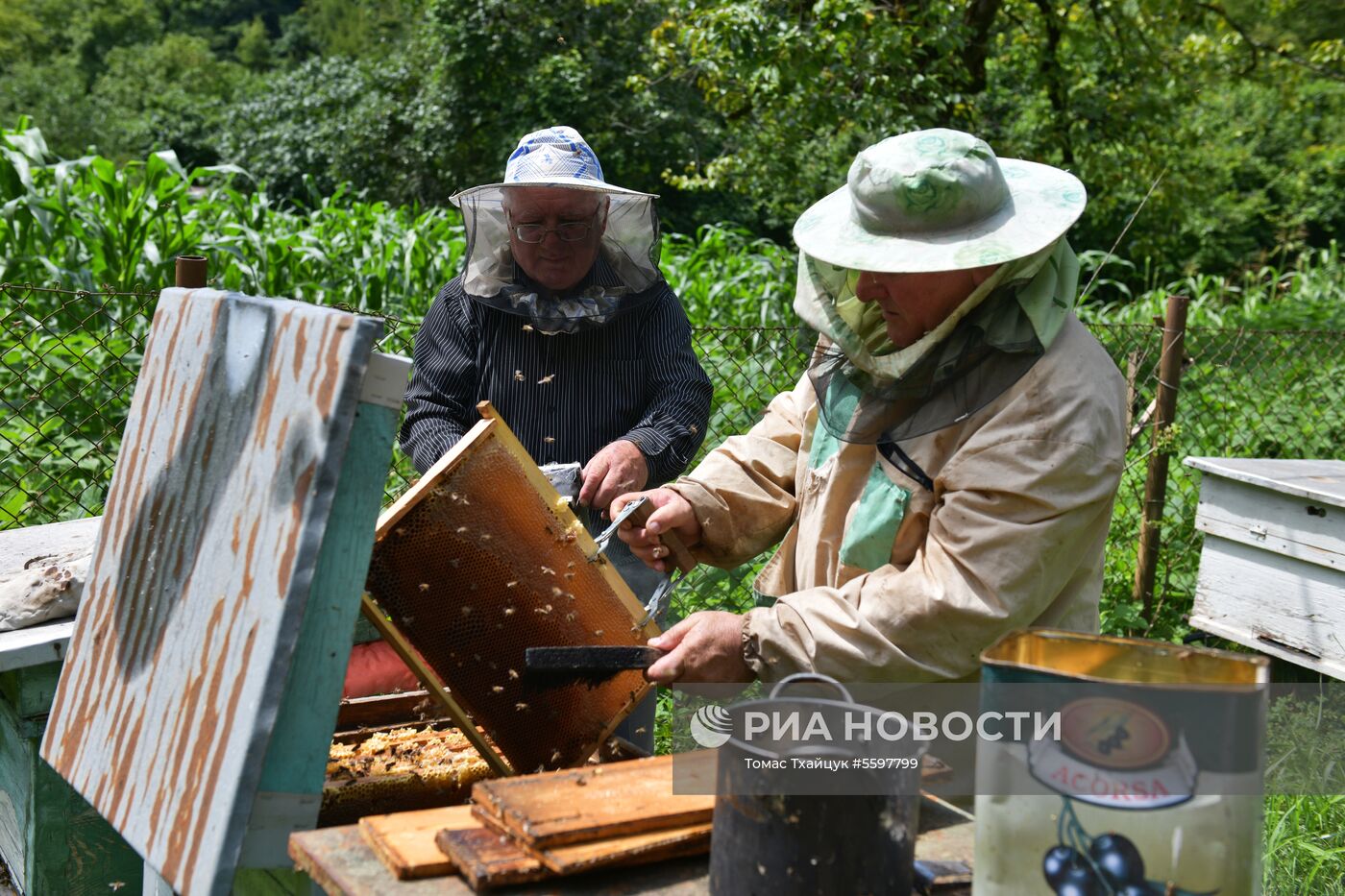 Сбор меда в Абхазии