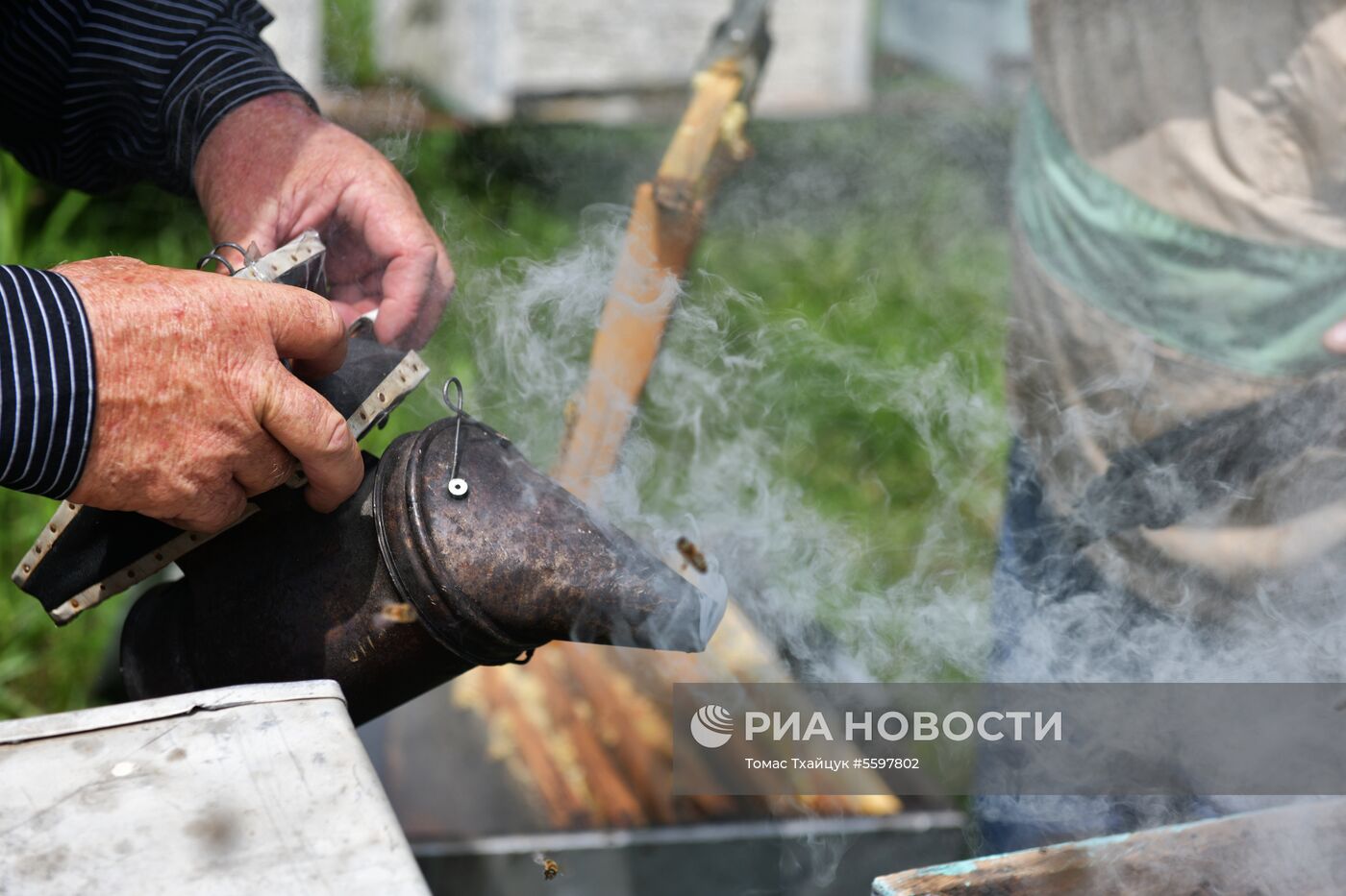 Сбор меда в Абхазии