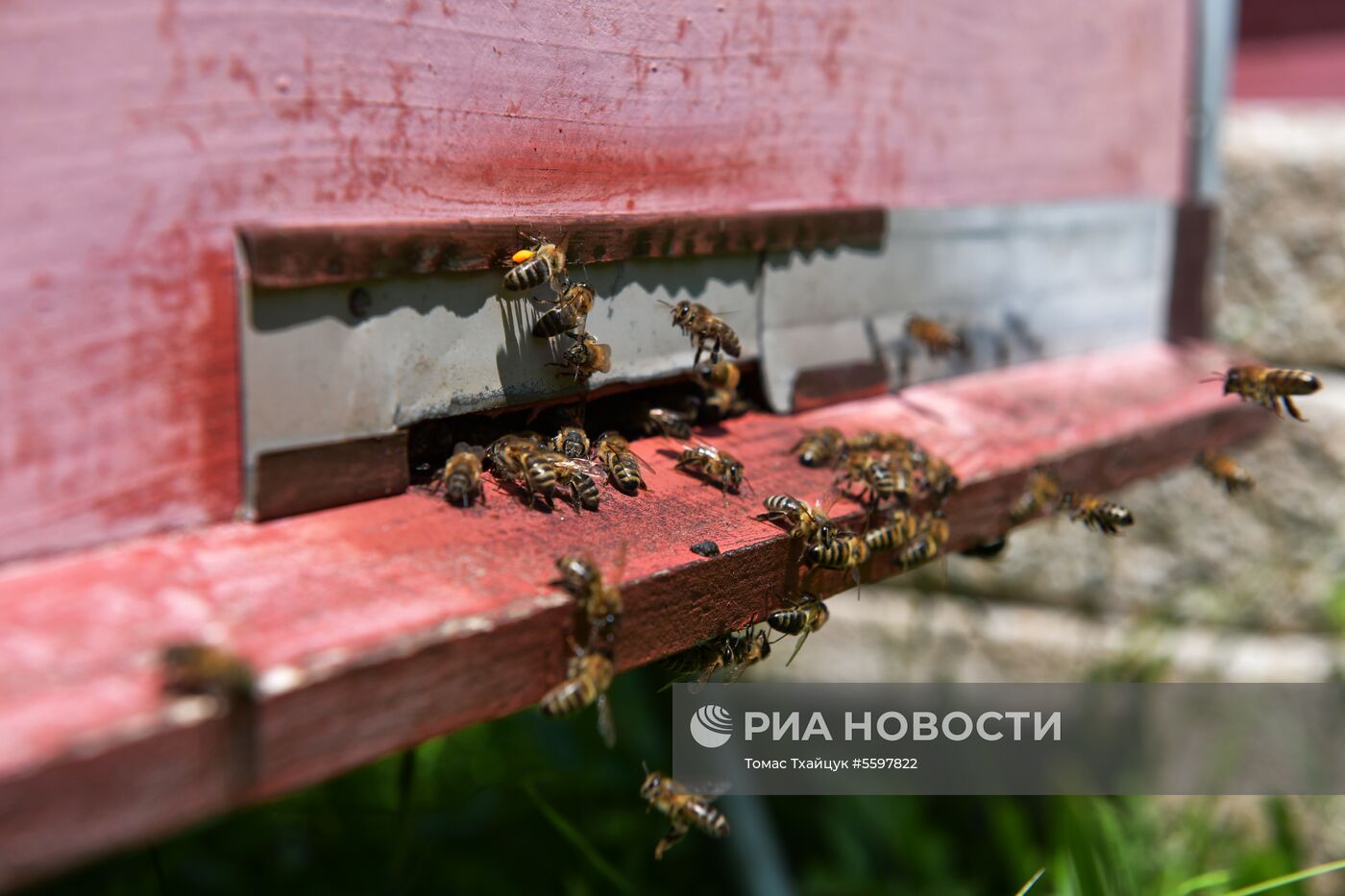 Сбор меда в Абхазии