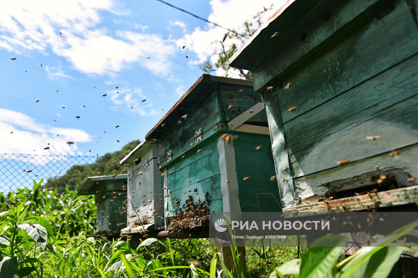 Сбор меда в Абхазии