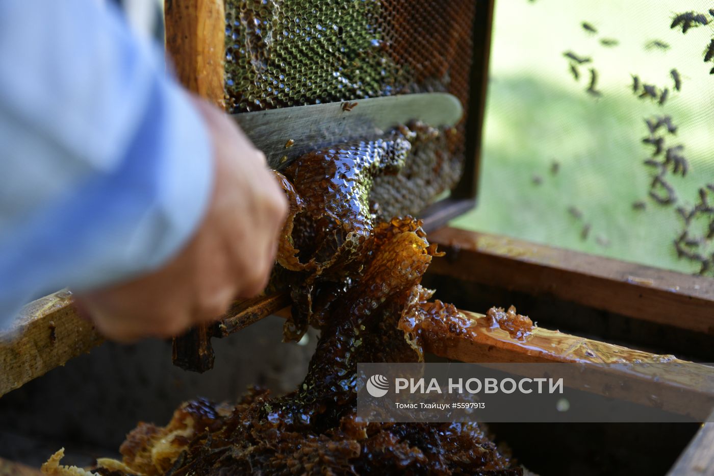 Сбор меда в Абхазии