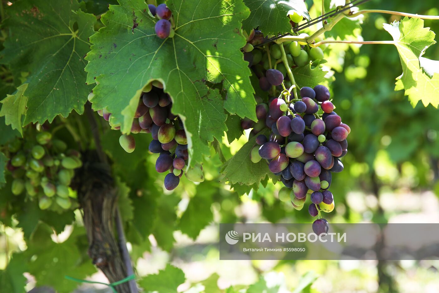 Курорт Абрау-Дюрсо