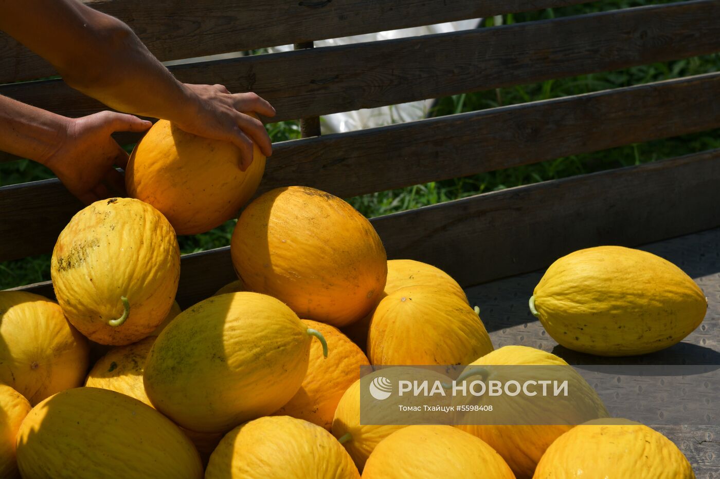 Сбор урожая в Абхазии