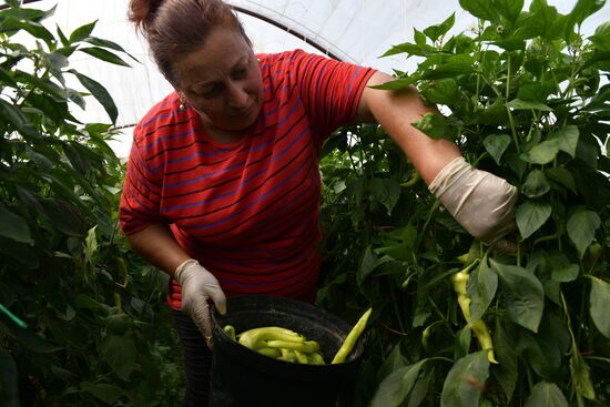 Сбор урожая в Абхазии