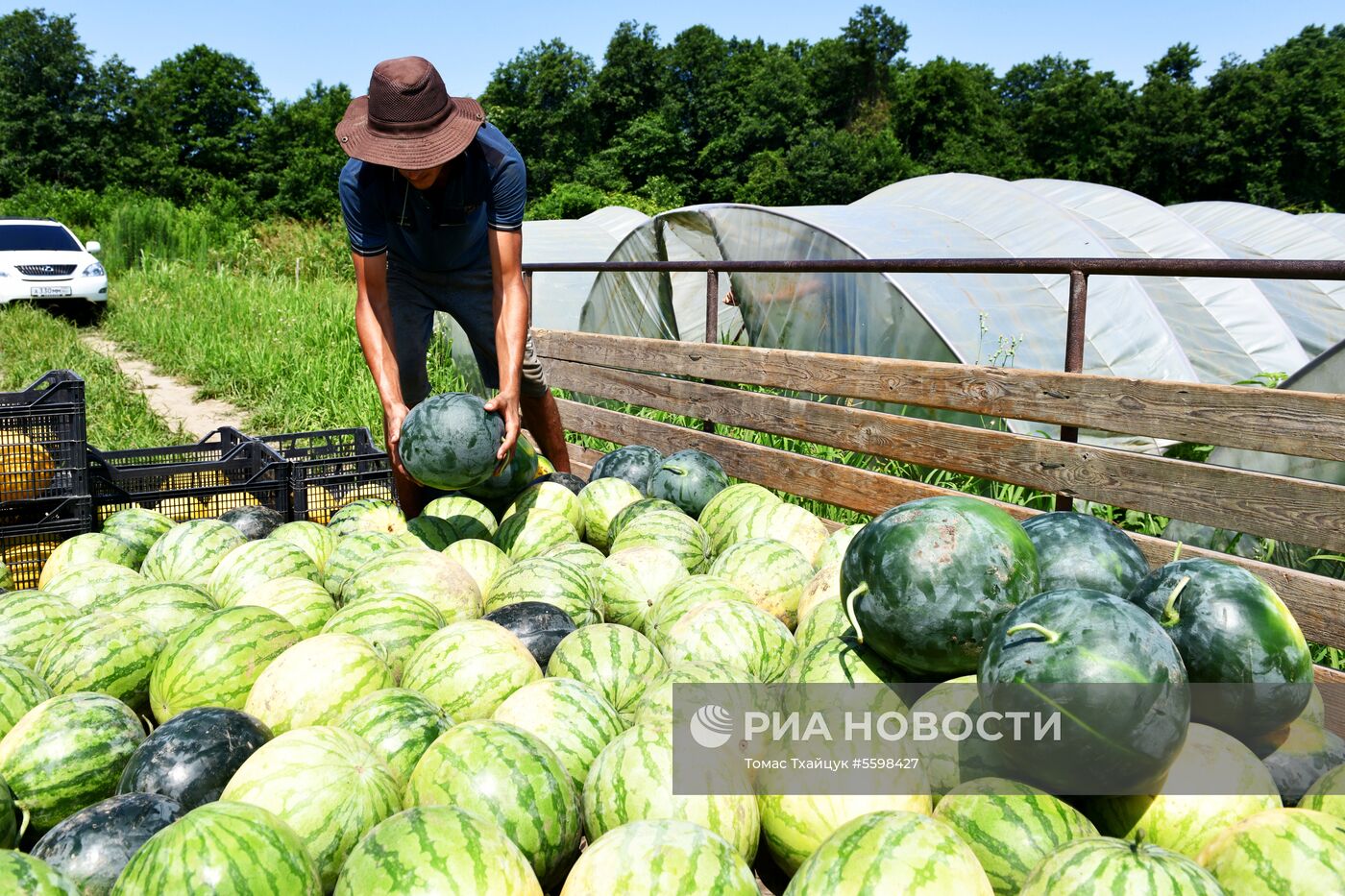Сбор урожая в Абхазии