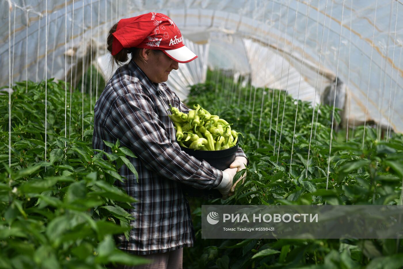 Сбор урожая в Абхазии