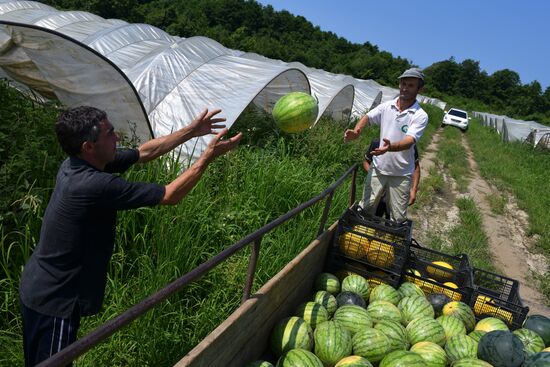 Сбор урожая в Абхазии