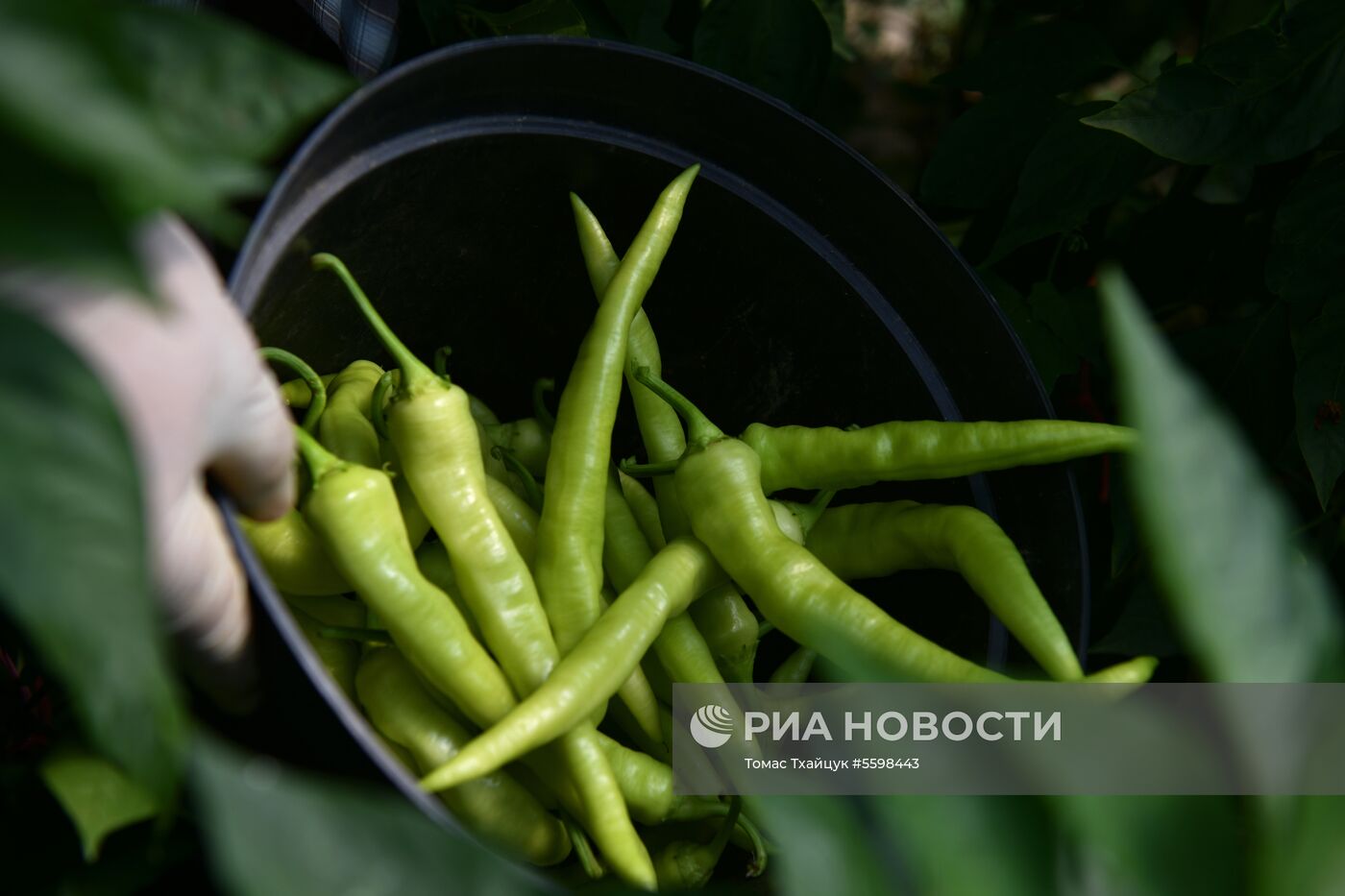 Сбор урожая в Абхазии