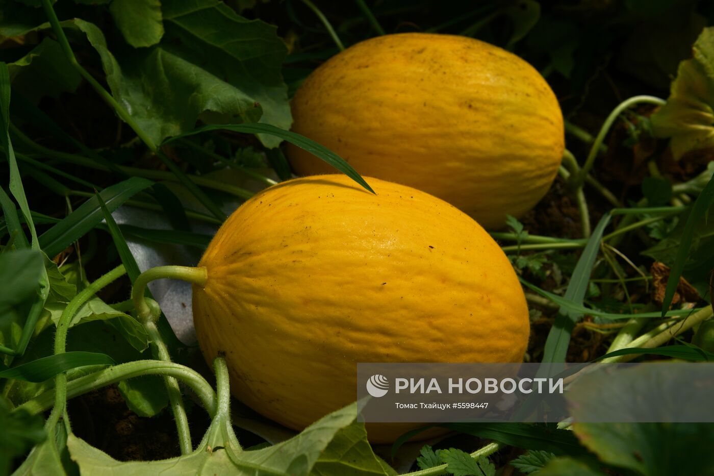 Сбор урожая в Абхазии