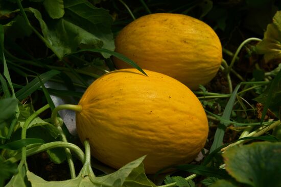 Сбор урожая в Абхазии