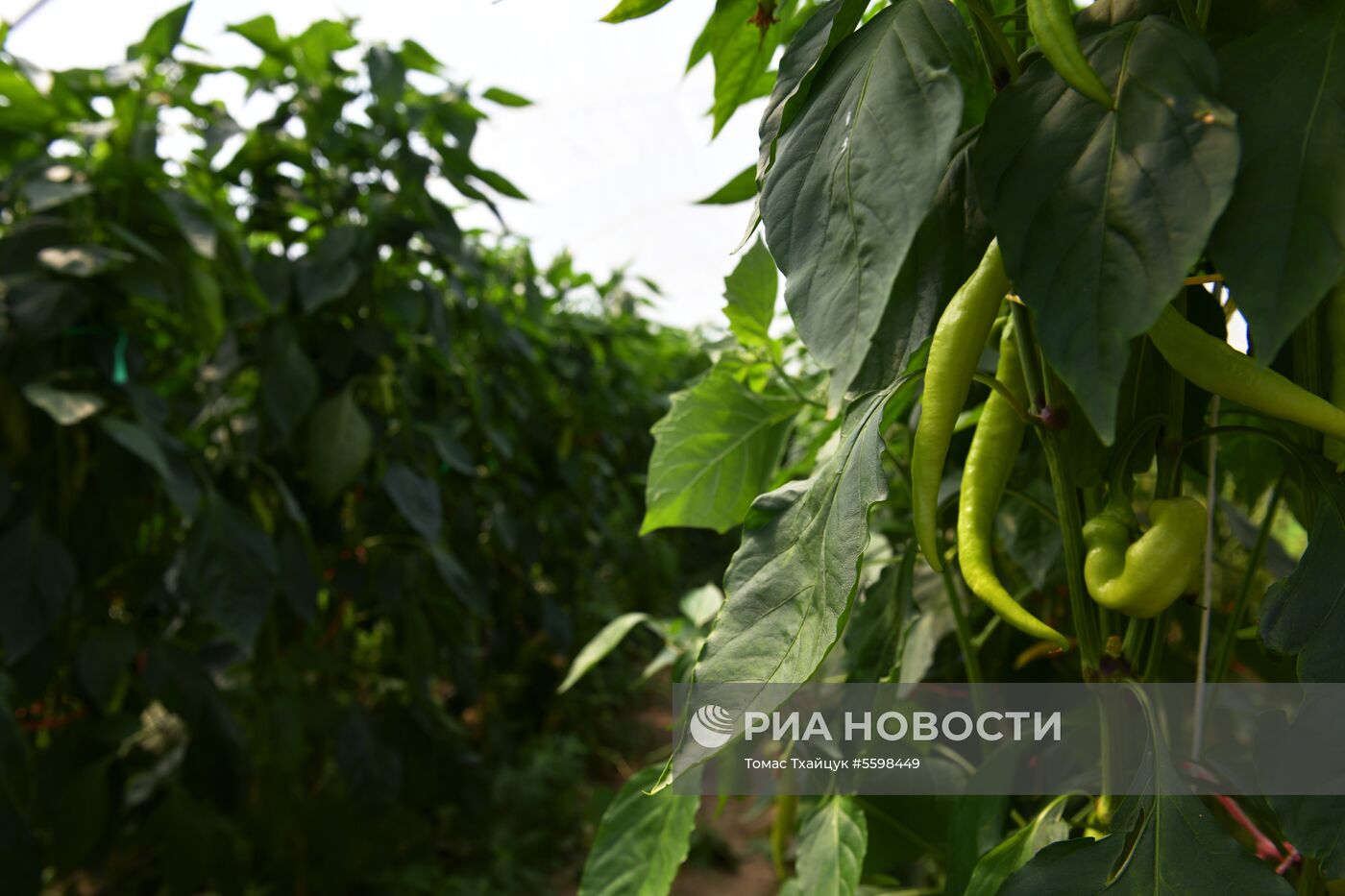 Сбор урожая в Абхазии