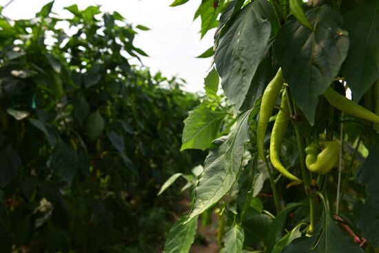 Сбор урожая в Абхазии