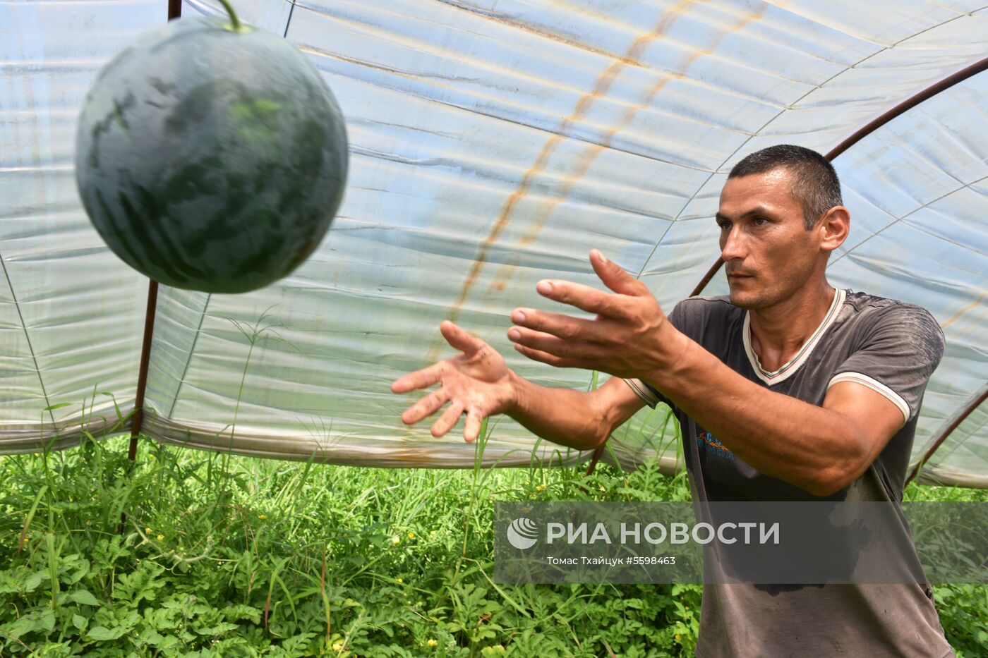 Сбор урожая в Абхазии