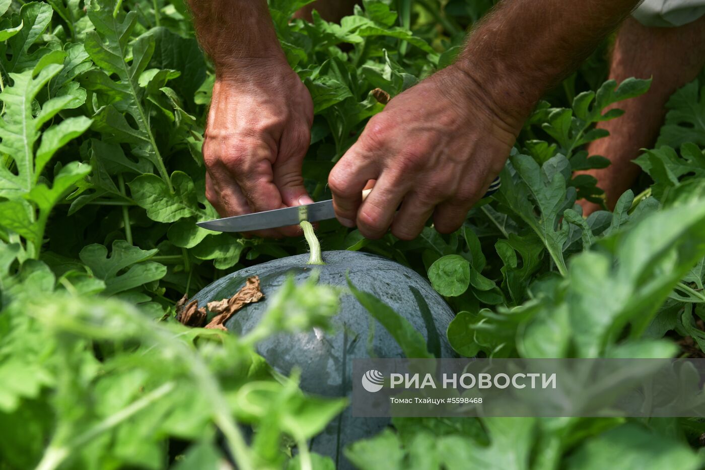 Сбор урожая в Абхазии