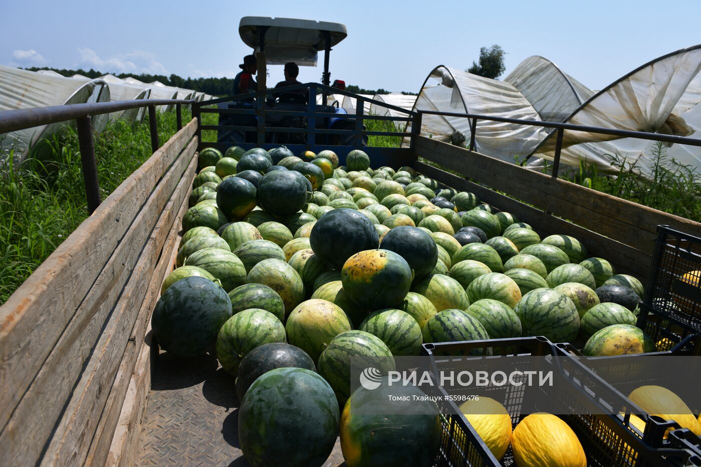 Сбор урожая в Абхазии