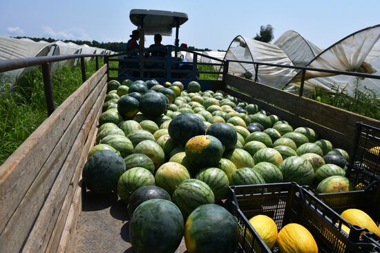 Сбор урожая в Абхазии