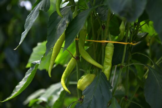 Сбор урожая в Абхазии