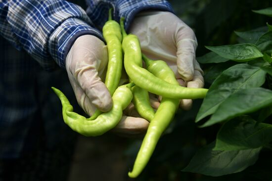 Сбор урожая в Абхазии