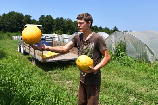 Сбор урожая в Абхазии