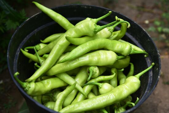 Сбор урожая в Абхазии