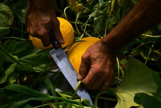 Сбор урожая в Абхазии