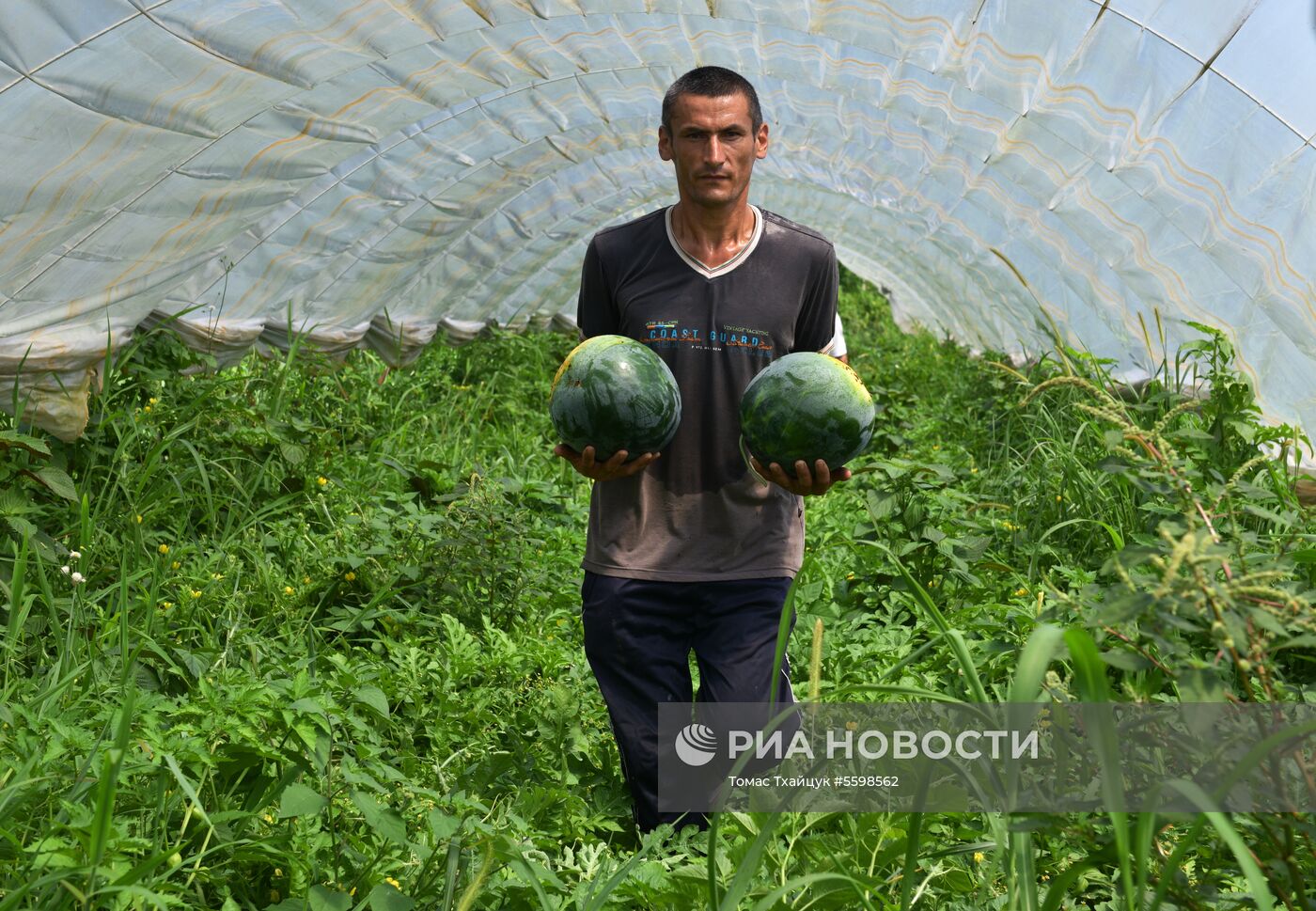 Сбор урожая в Абхазии