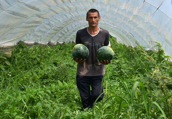 Сбор урожая в Абхазии