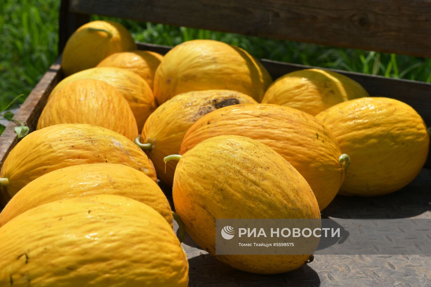 Сбор урожая в Абхазии