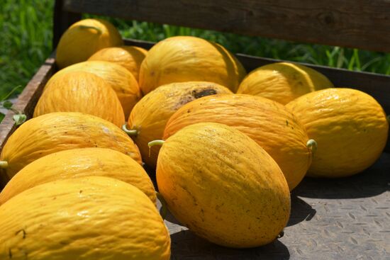 Сбор урожая в Абхазии