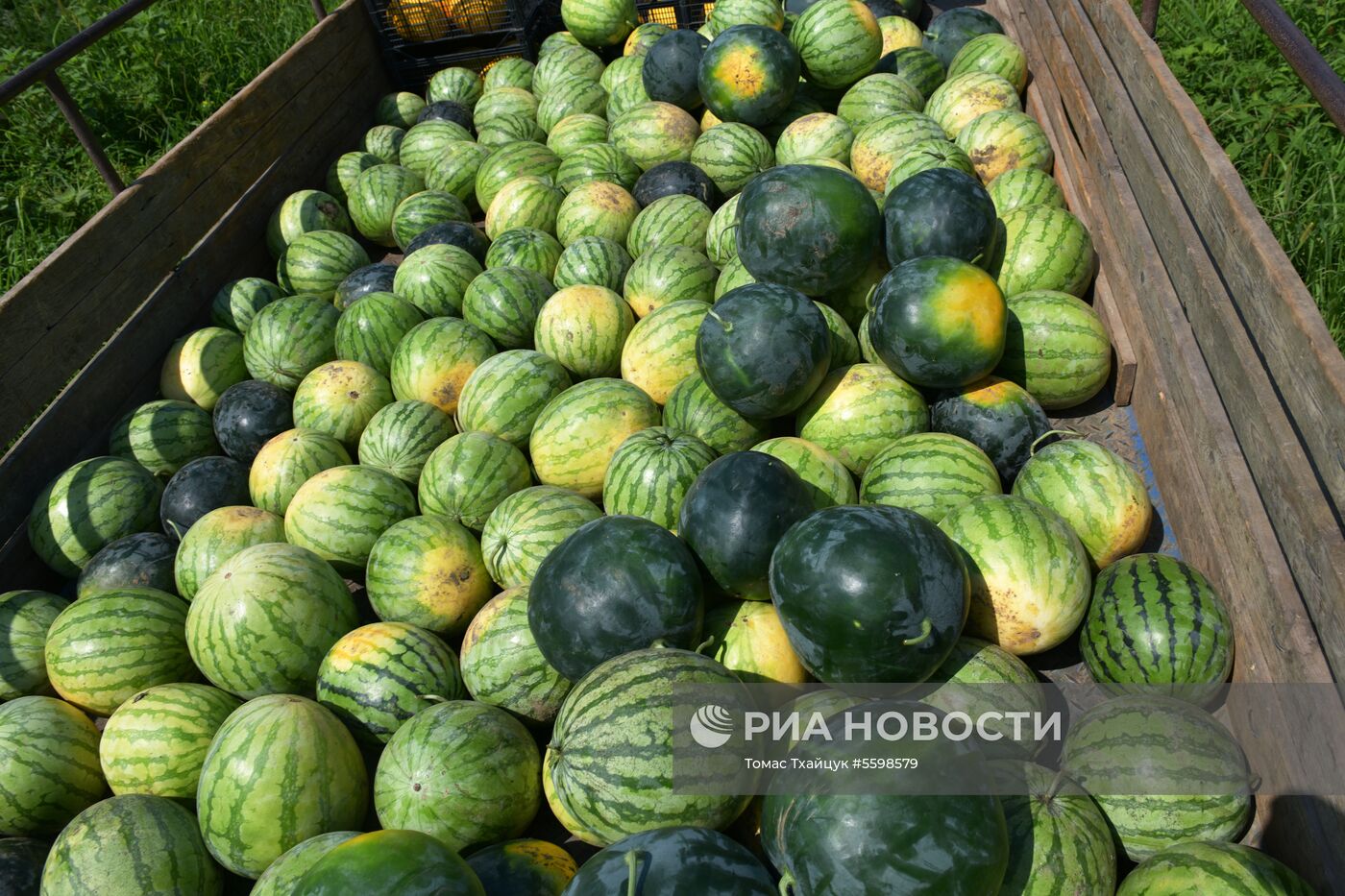 Сбор урожая в Абхазии