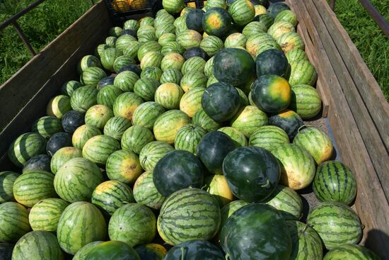 Сбор урожая в Абхазии