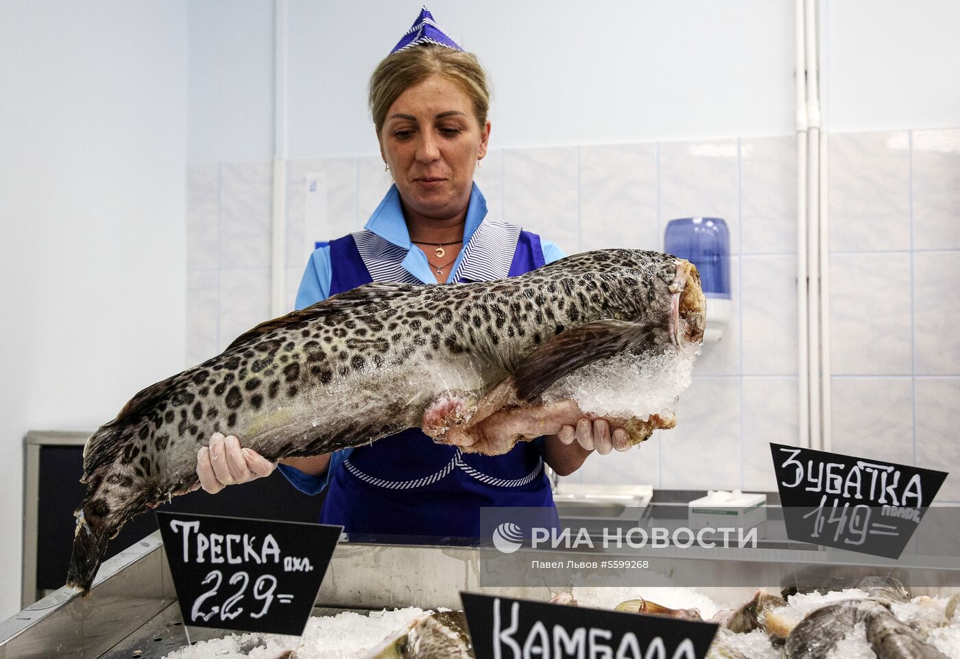 Зубатка мурманск. Зубатка. Зубатка в магазине.