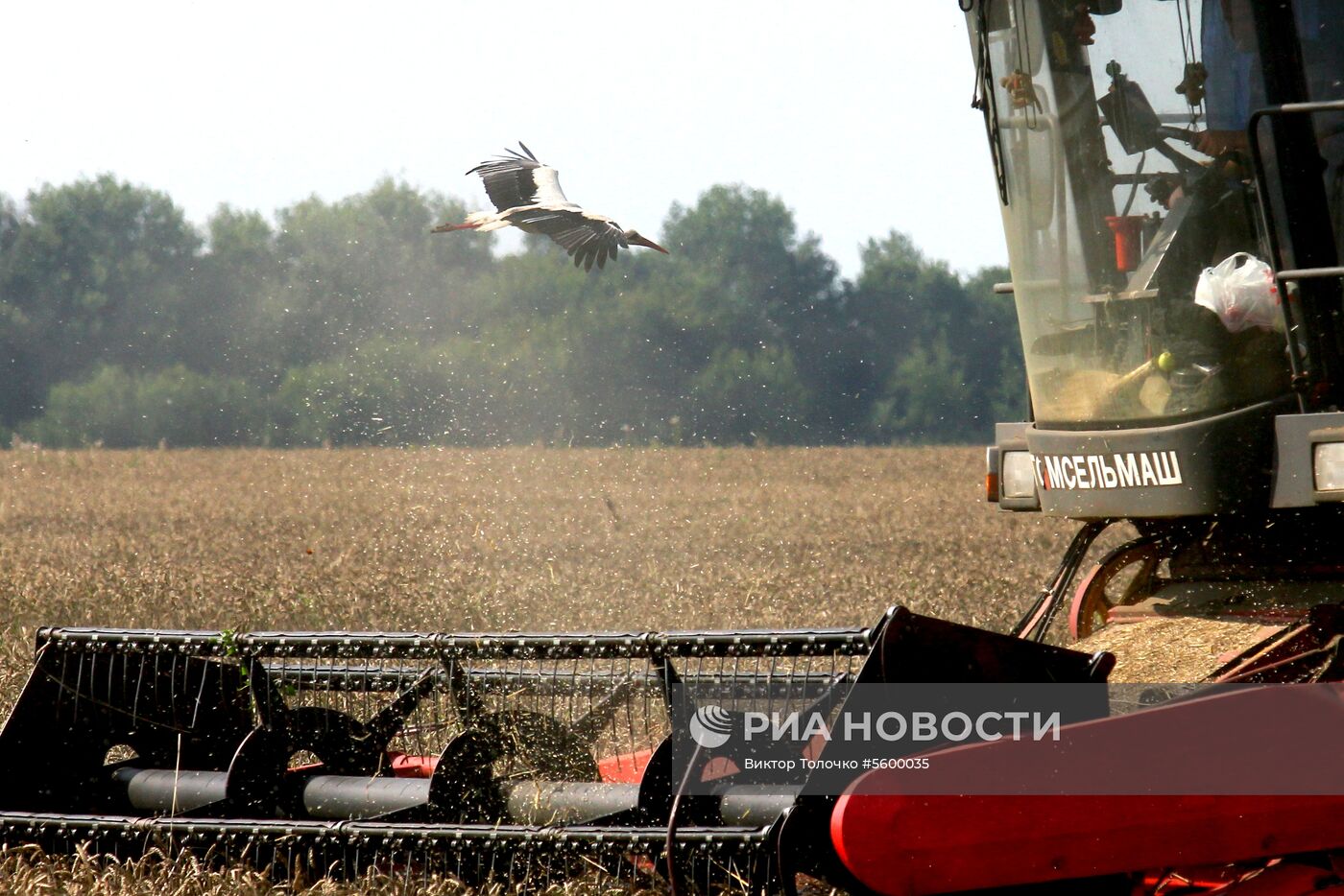 Уборка зерна в Брестской области