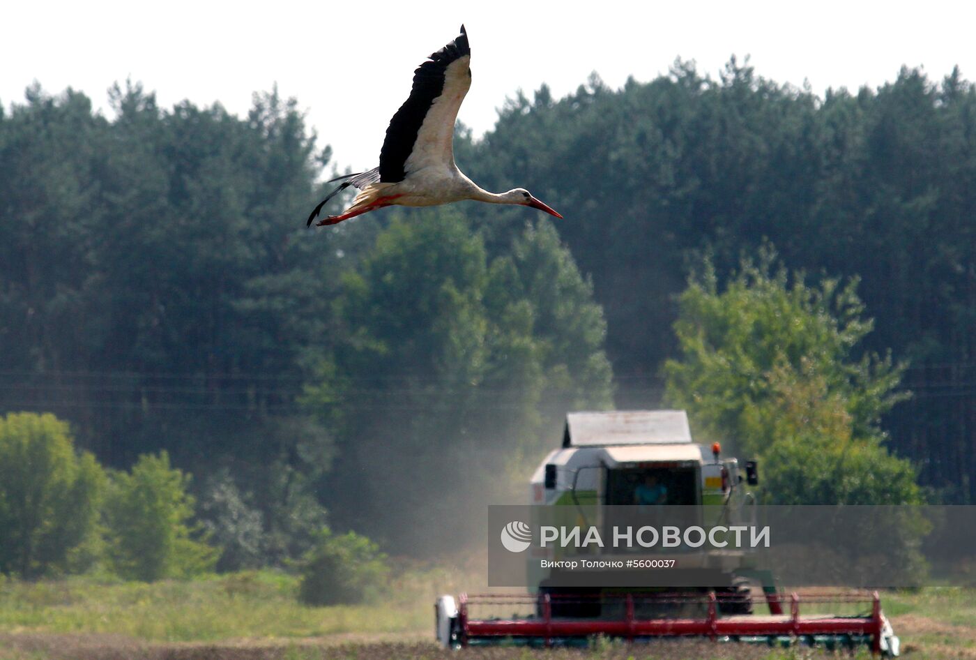 Уборка зерна в Брестской области