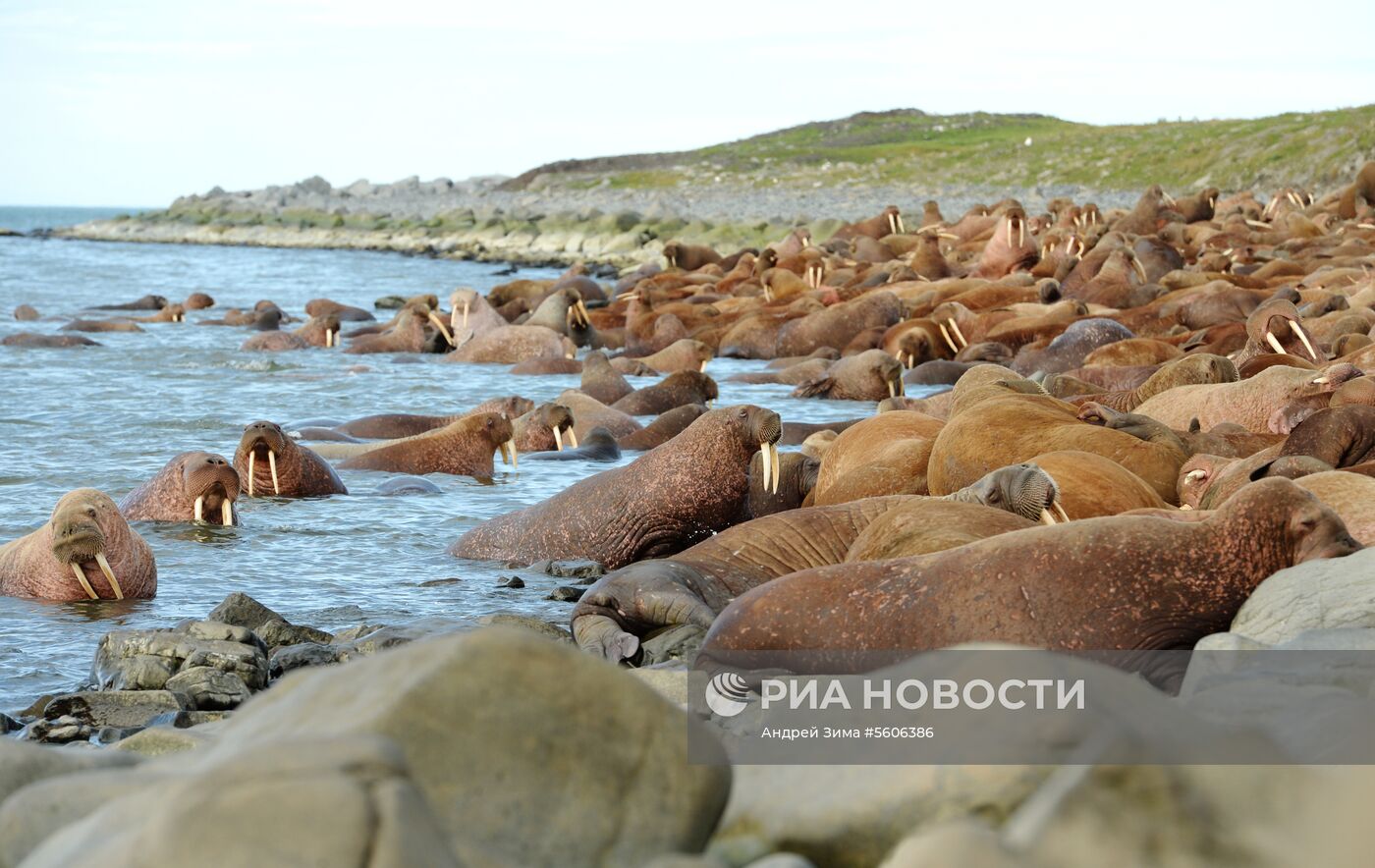 Чукотский полуостров