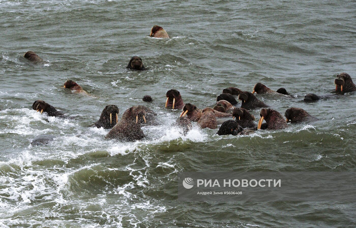 Чукотский полуостров