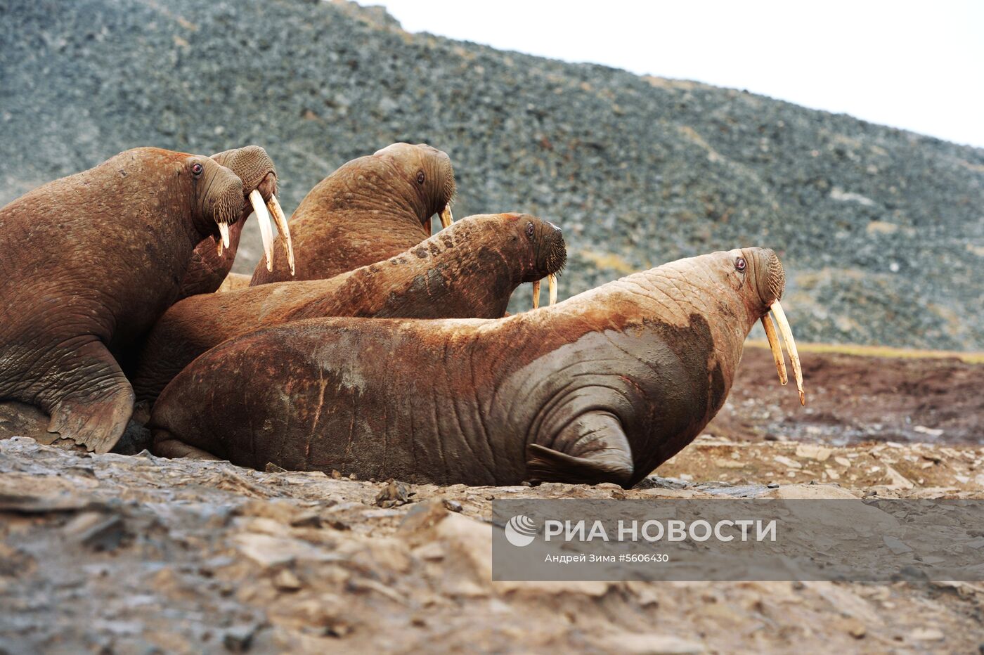 Чукотский полуостров