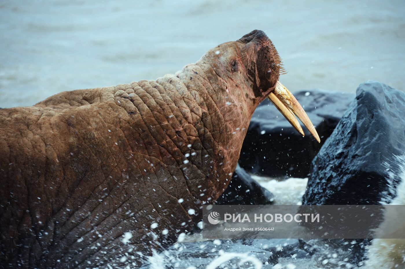 Чукотский полуостров