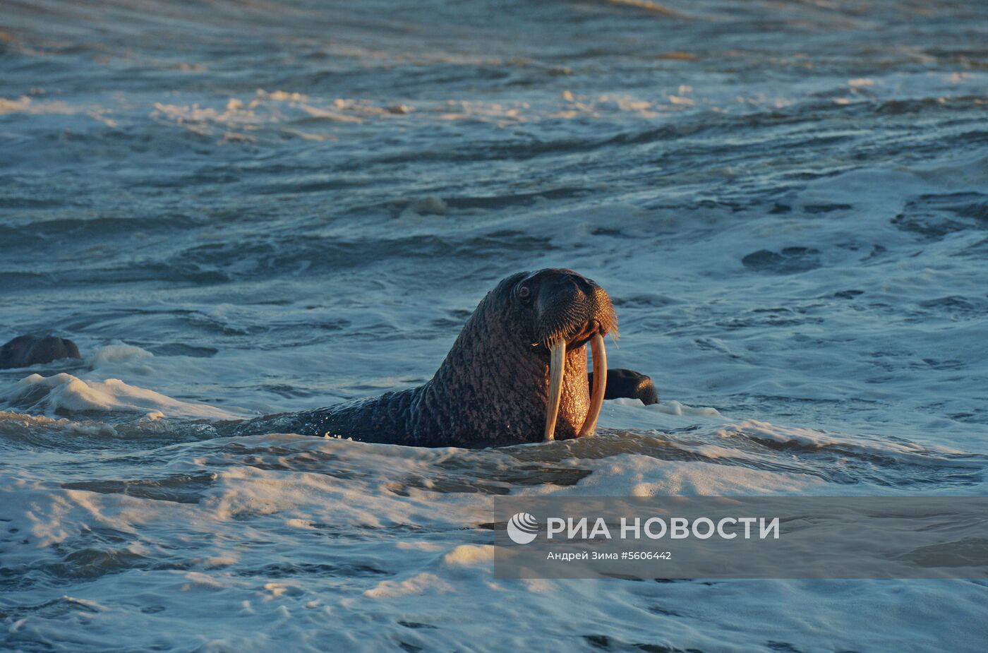 Чукотский полуостров