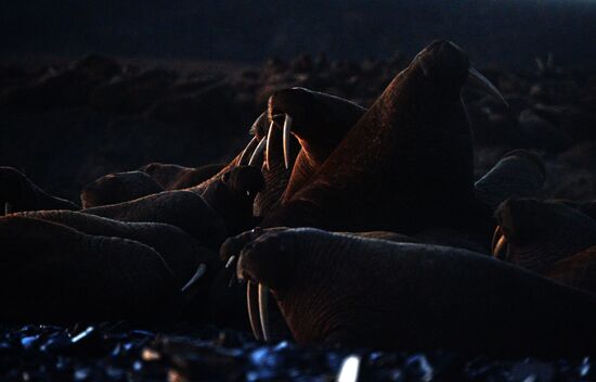 Чукотский полуостров