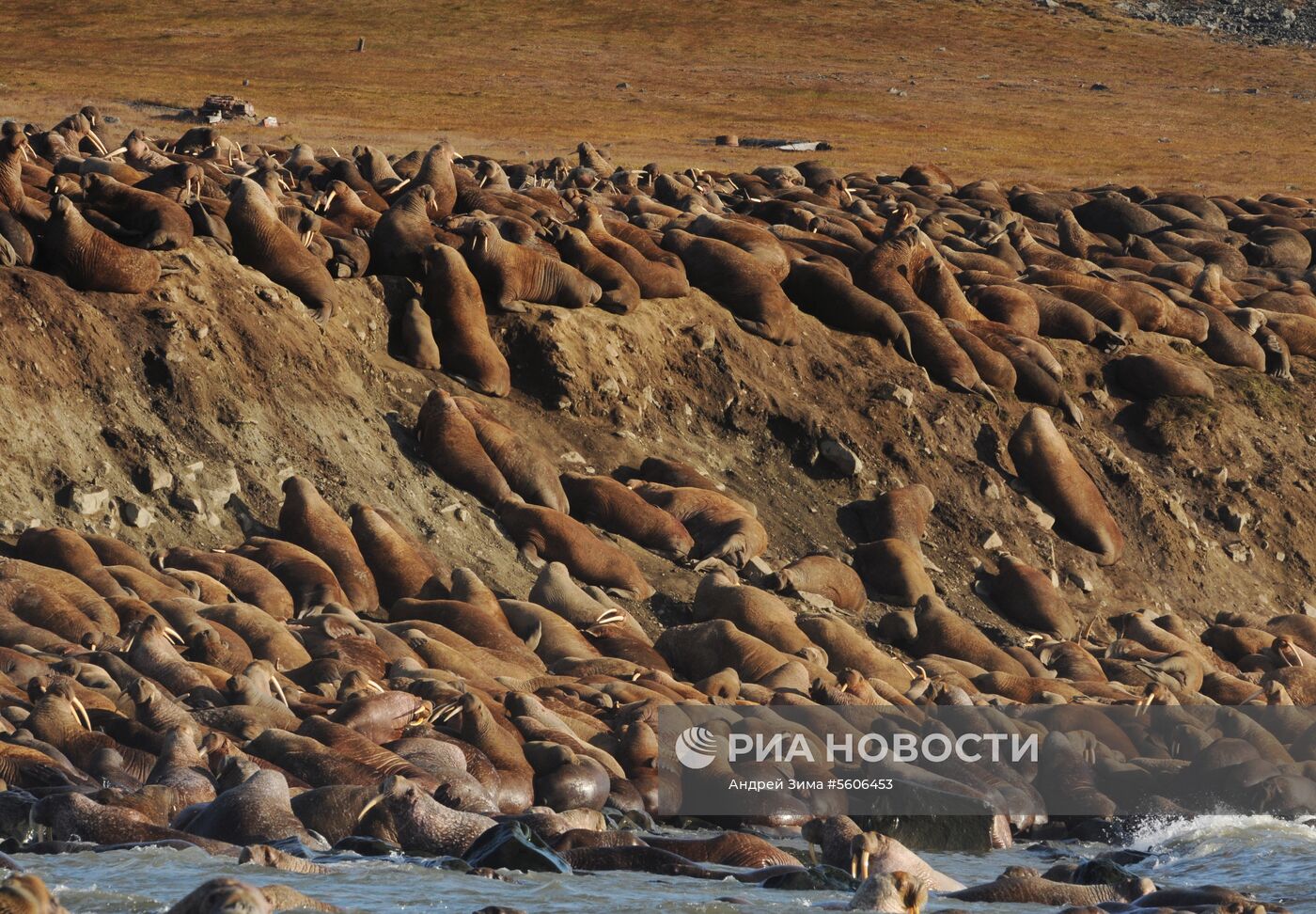 Чукотский полуостров