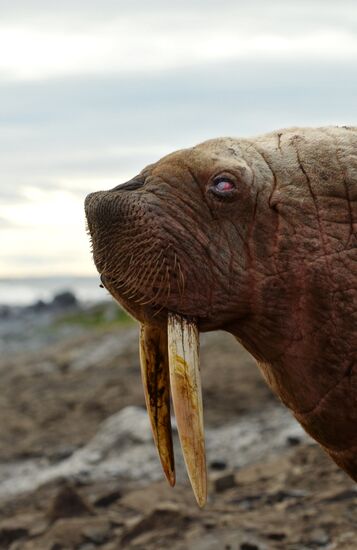 Чукотский полуостров