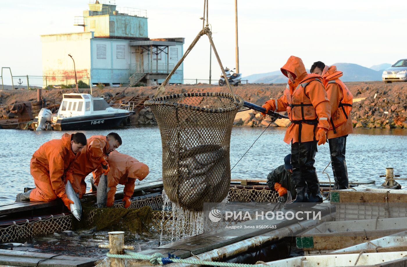 Массовый лов красной рыбы на побережье Берингова моря в Анадыре