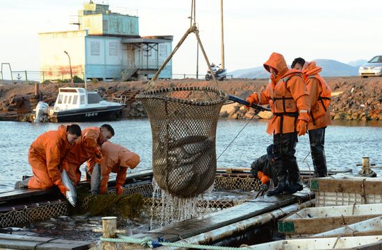 Массовый лов красной рыбы на побережье Берингова моря в Анадыре